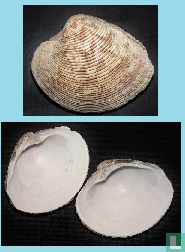 Chionopsis crenata