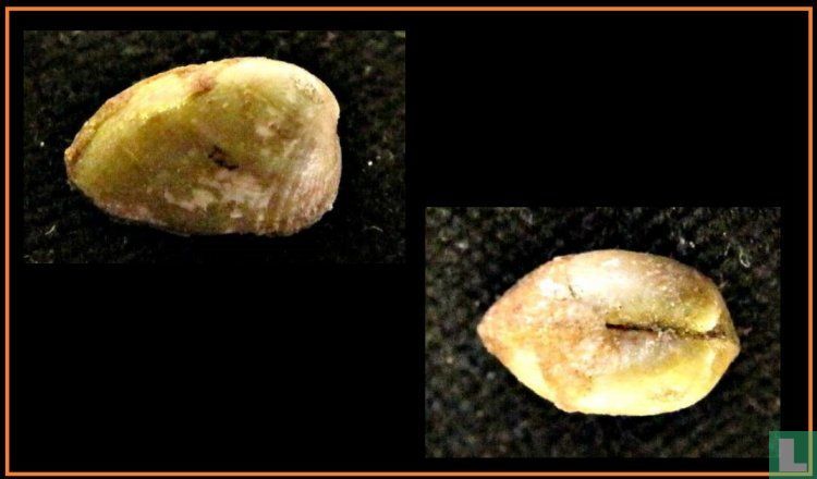 Musculus viator
