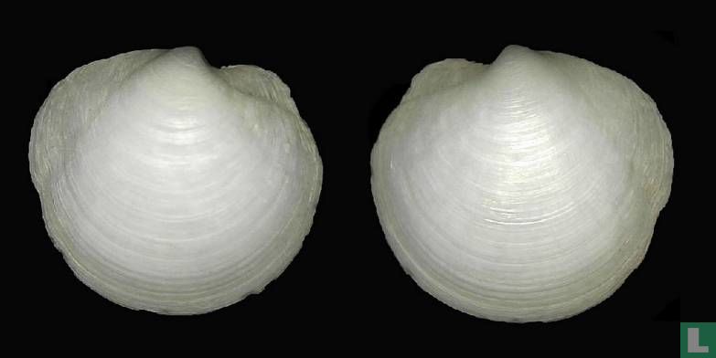 Loripes clausus 