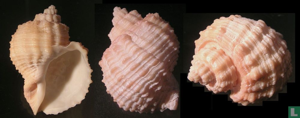 Cancellaria nodulifera