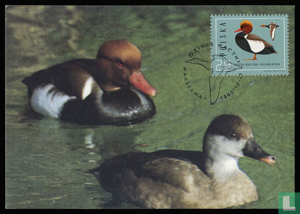 Canards