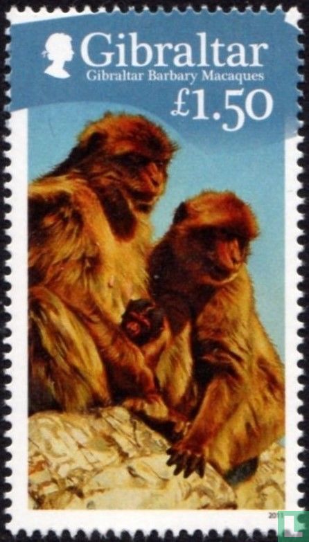 Barbary Apes