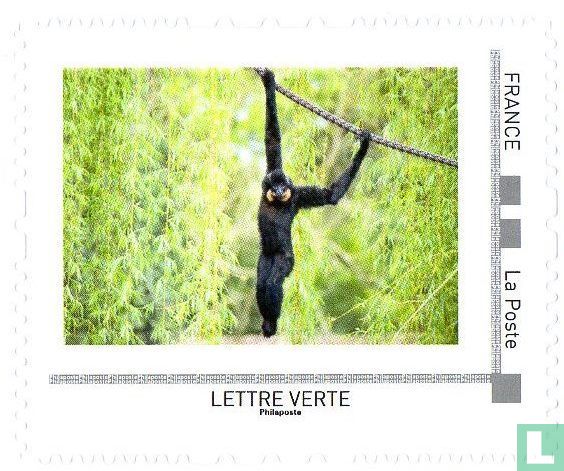 Gibbon