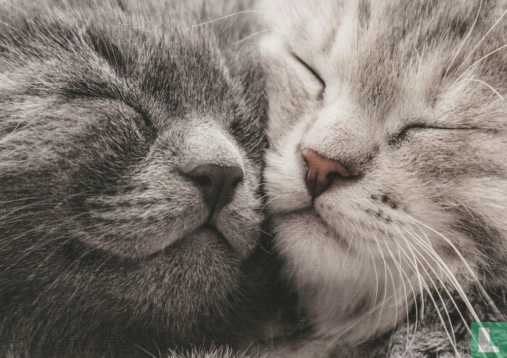 2 katten