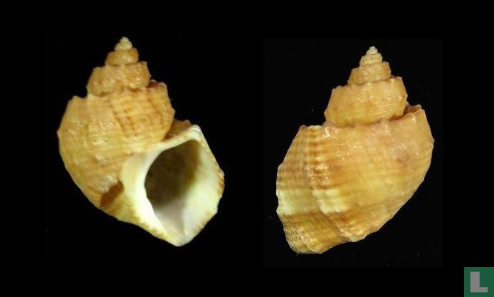 Trigonostoma bullatum