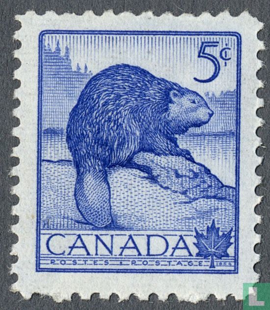 Castor du Canada
