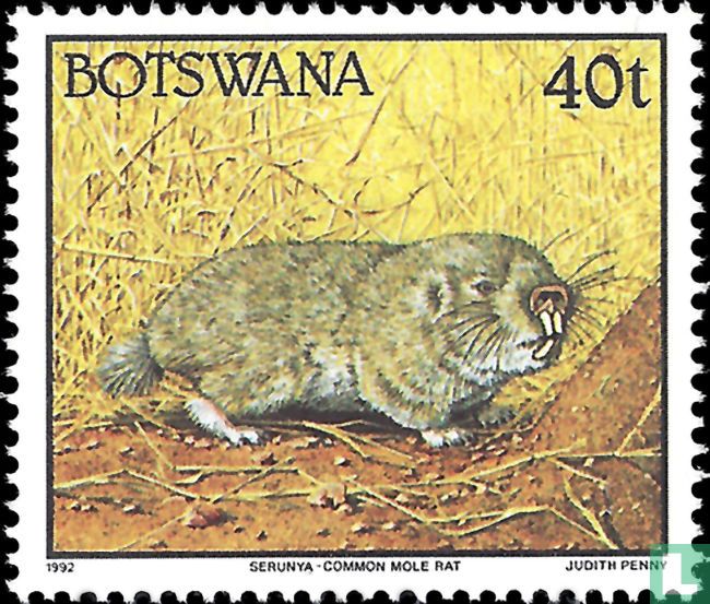 African gray mole rat