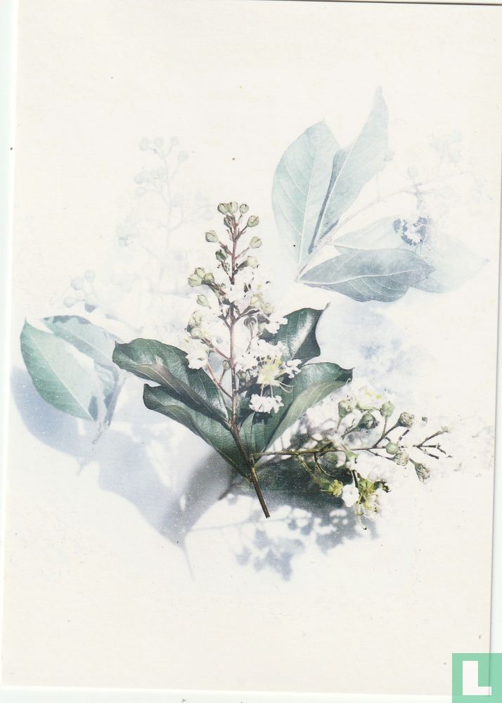 Bloemen 