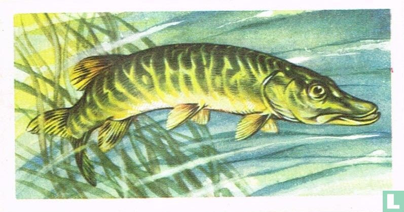 Pike