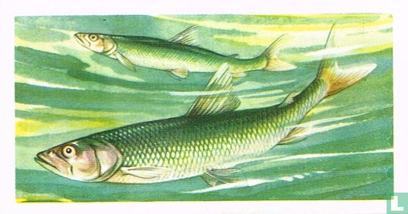 Smelt