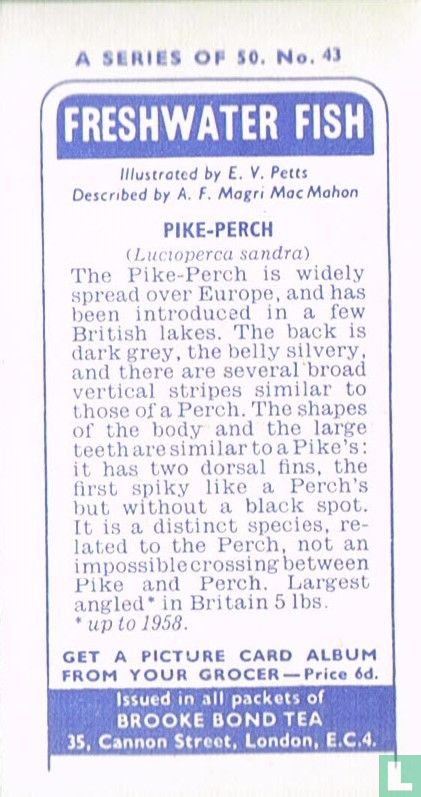 Pike-Perch