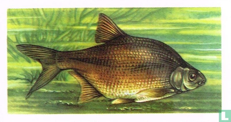 Bronze Bream
