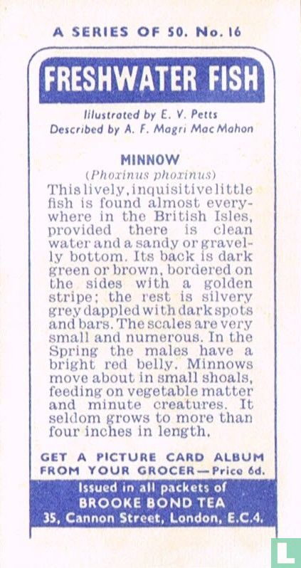 Minnow