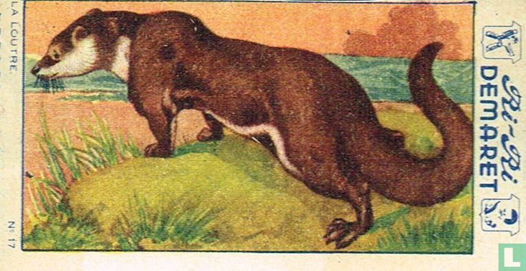 La loutre
