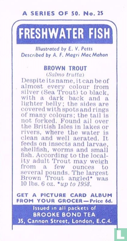 Brown Trout