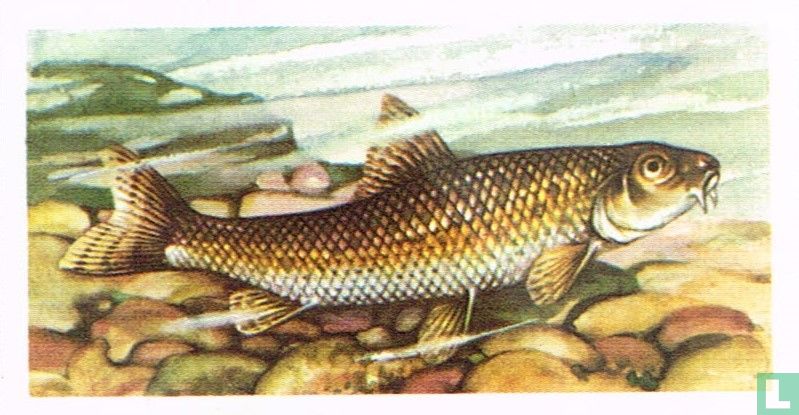 Gudgeon