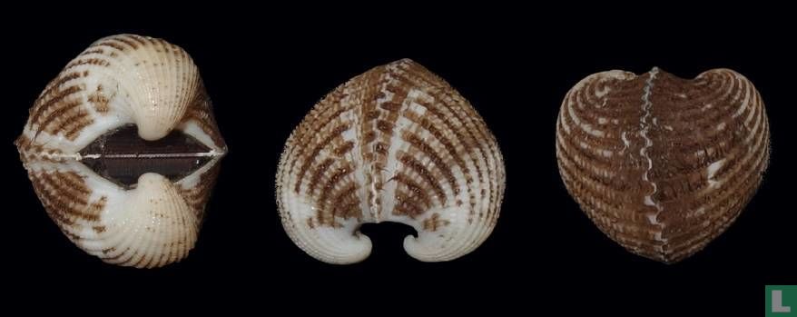 Tegillarca rhombea