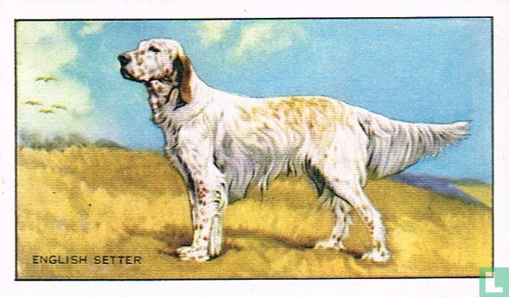 The English Setter