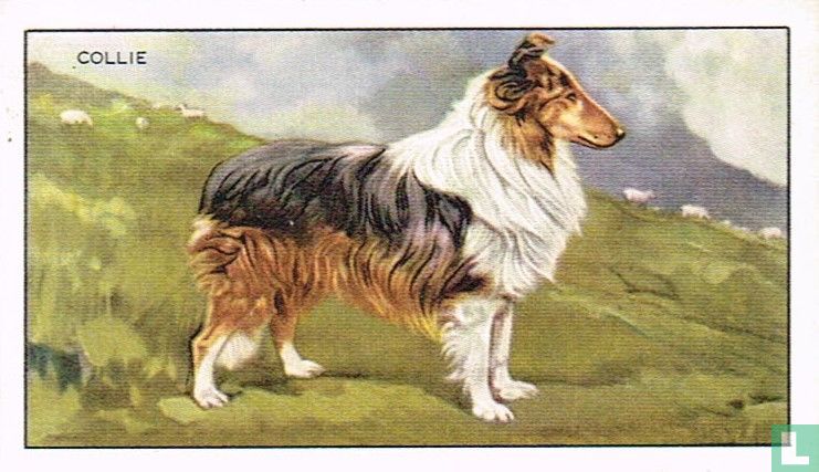 The Collie