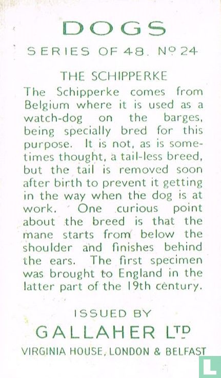The Schipperke