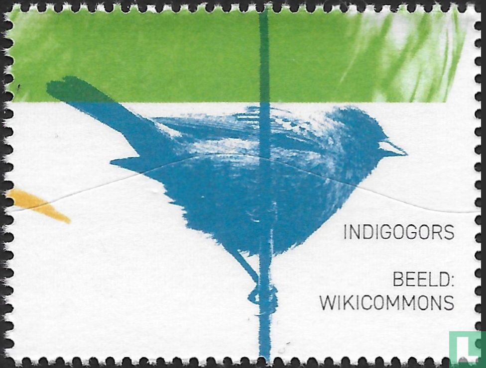 Indigogors