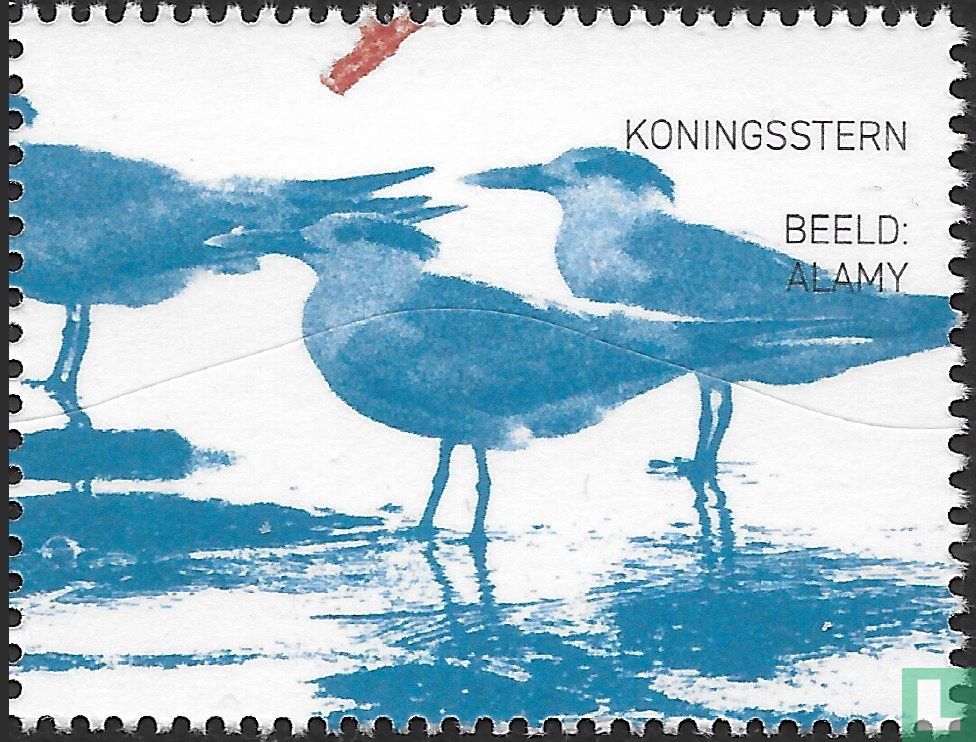 Koningsstern