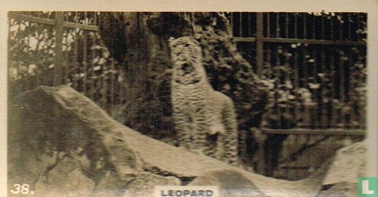 Leopard (Rex)