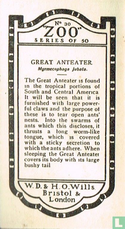 Great Anteater