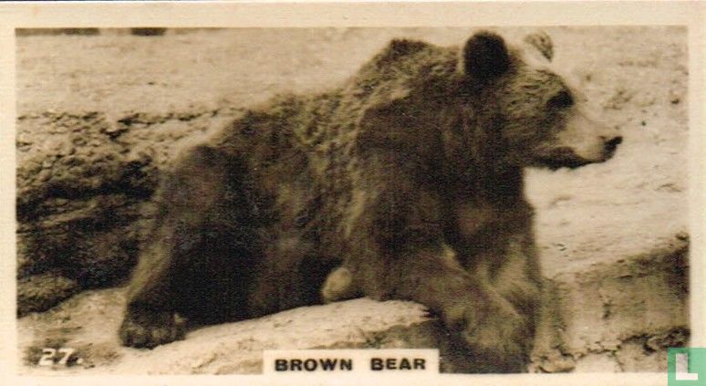 Brown Bear