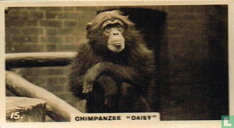 Chimpanzee