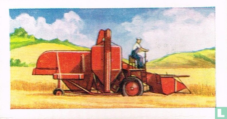 Wheat