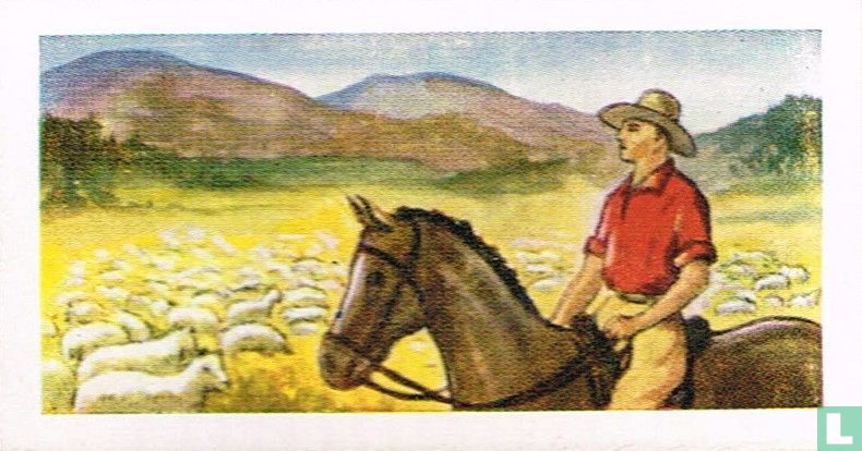 Wool