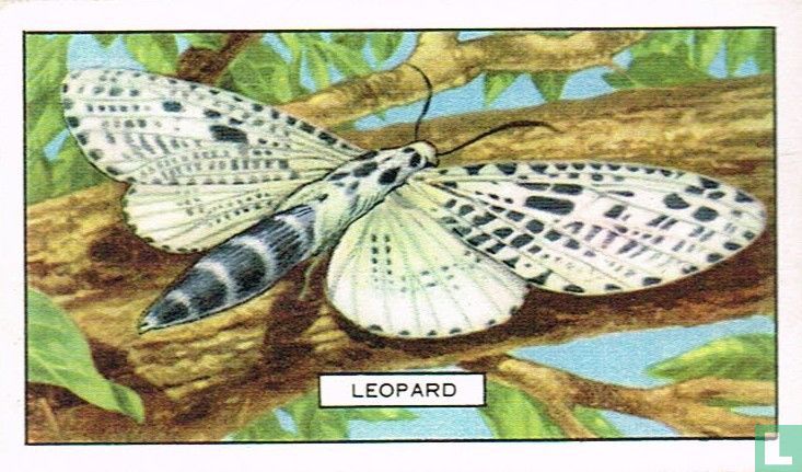 Leopard