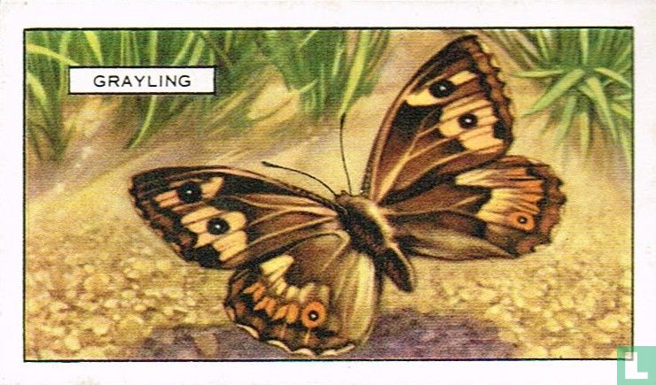 Grayling