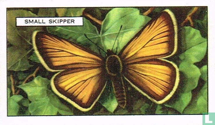 Small Skipper