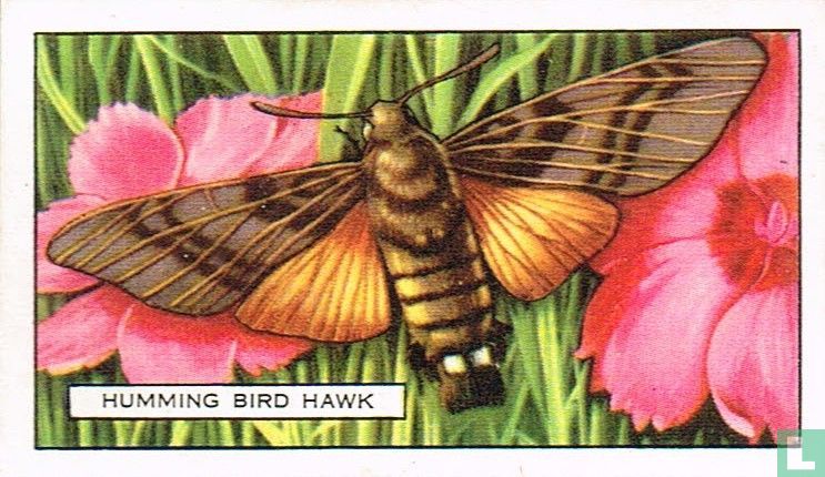 Humming Bird Hawk