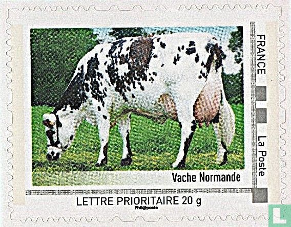 Normandy cow