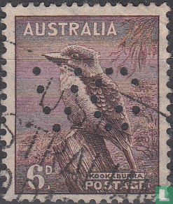 Kookaburra