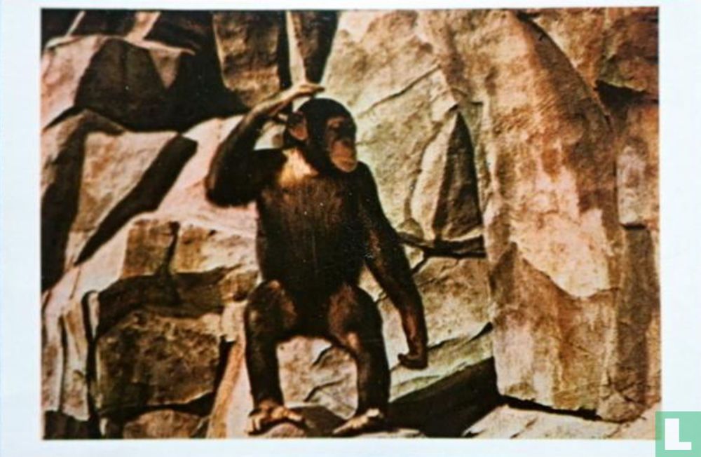 Tarzan