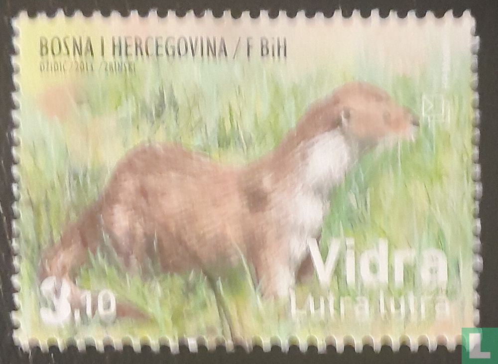 Loutre d'Eurasie