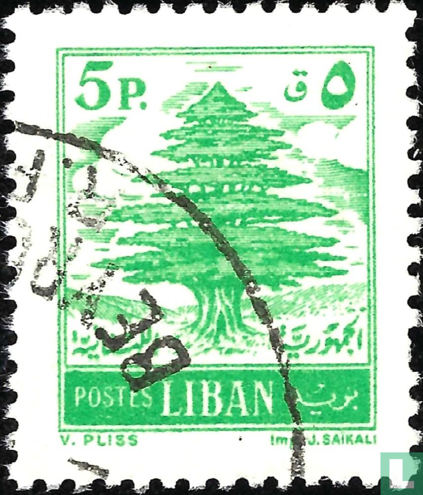 Cedar
