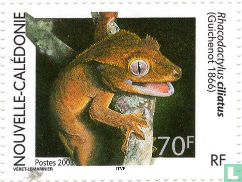 Gecko's