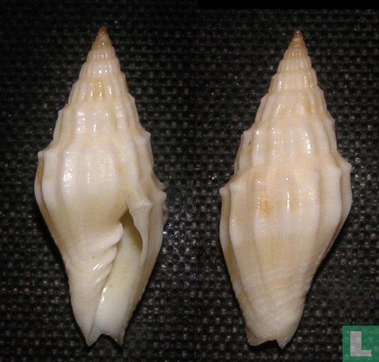 Vexillum coronatum 