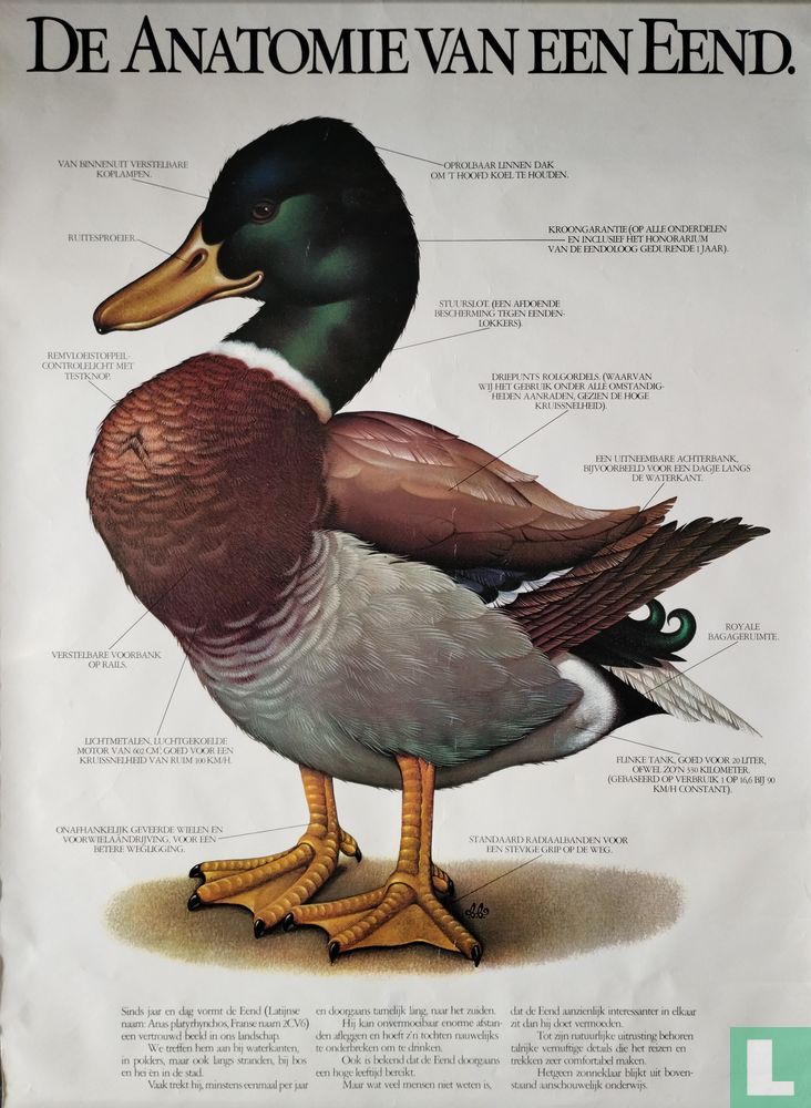 De anatomie van een eend