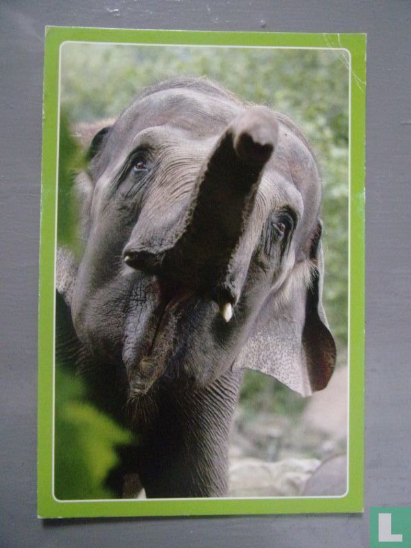 Olifant