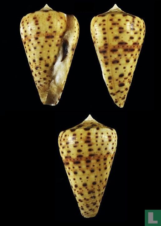 Conus canariensis