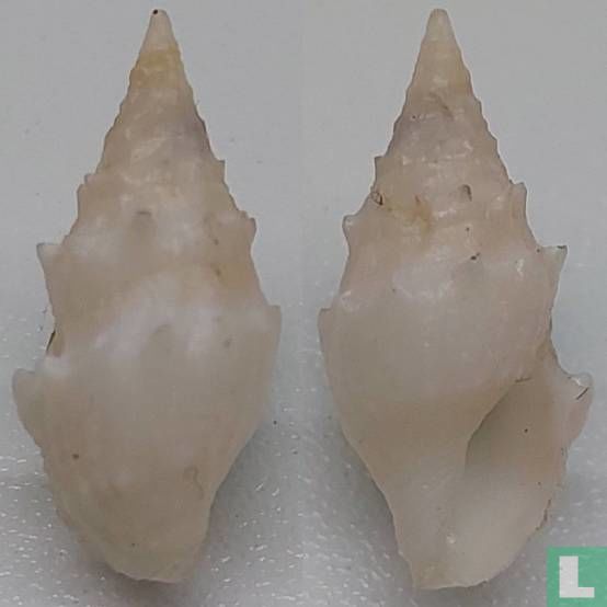 Clavus andreolbrichi 