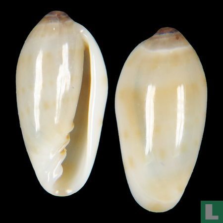 Volvarina cernita 
