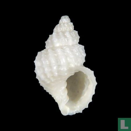 Admetula garrardi 