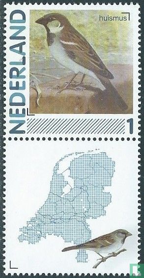 House sparrow